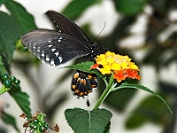 Swallow Tail